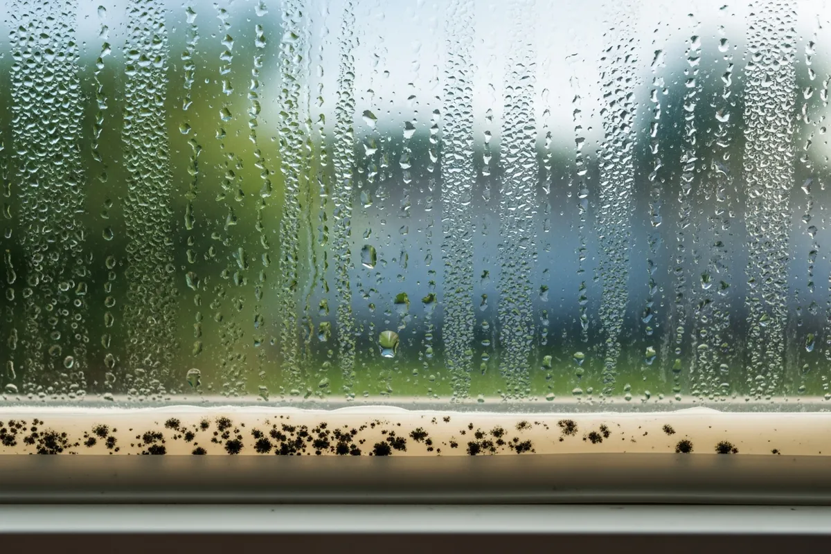Humidity and condensation on window showing conditions that anti-mold products try to prevent in Florida homes